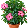 203E1E0F-0F74-46B0-9096-150F253BF048 Hibiscus (Hibiscus spp)