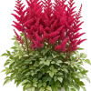 29764458-2E0C-4E3A-8EE9-F44F5471E4A5 Astilbe