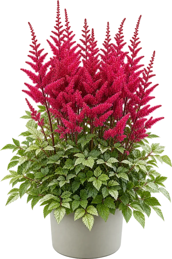29764458-2E0C-4E3A-8EE9-F44F5471E4A5 Astilbe