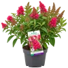 Arbre aux papillons (Buddleja davidii)