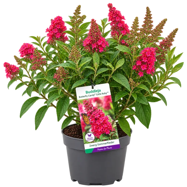 Arbre aux papillons (Buddleja davidii)
