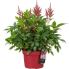 33812E3E-45E9-4482-B6C0-7936F38530AB Astilbe