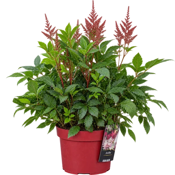 33812E3E-45E9-4482-B6C0-7936F38530AB Astilbe