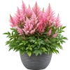 34A5EE48-AB7B-475B-AFBA-196EA657050F Astilbe