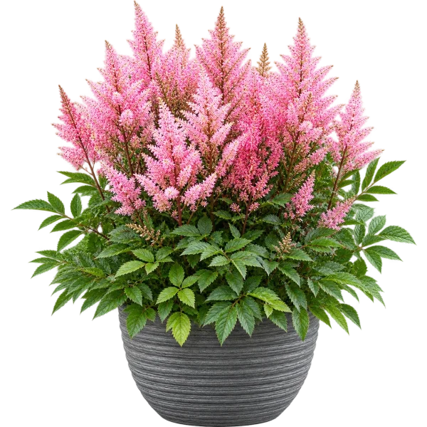 34A5EE48-AB7B-475B-AFBA-196EA657050F Astilbe