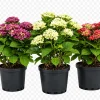 Hortensia (Hydrangea macrophylla)