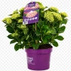 Hortensia (Hydrangea macrophylla)