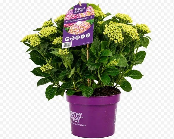 Hortensia (Hydrangea macrophylla)