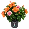 3C42A9A5-B819-42D6-AC71-202751E083E3 Hibiscus (Hibiscus spp)