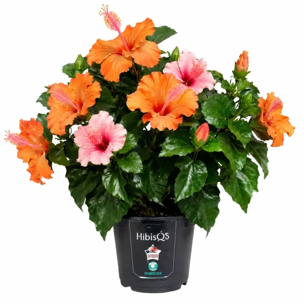 3C42A9A5-B819-42D6-AC71-202751E083E3 Hibiscus (Hibiscus spp)