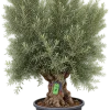 Olivier (Olea europaea)