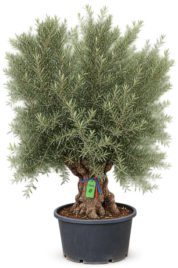 Olivier (Olea europaea)