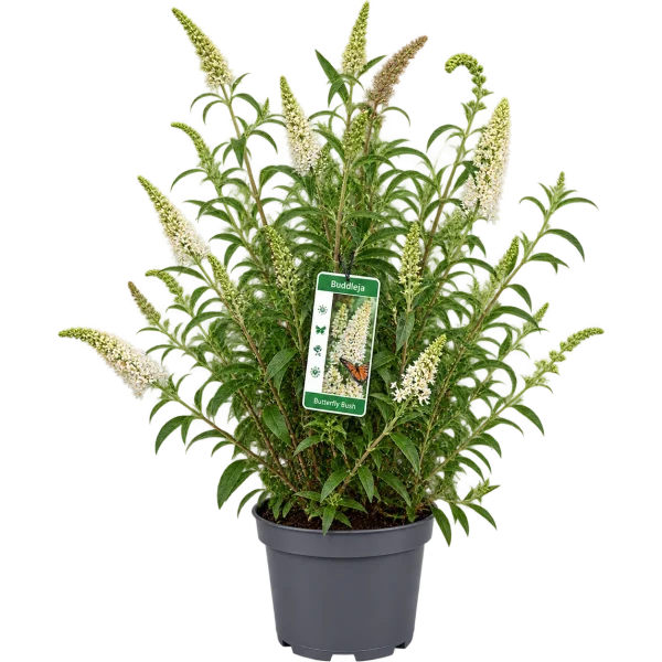 Arbre aux papillons (Buddleja davidii)
