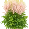 602057A4-2076-4BB5-AED9-E96B1E33462D Astilbe