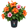 62F59F63-C2BC-481A-A4EF-30FB7A0ED643 Hibiscus (Hibiscus spp)