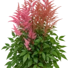 7104D48E-45D1-4476-9E5B-0816289DD52B Astilbe