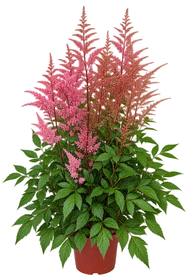 7104D48E-45D1-4476-9E5B-0816289DD52B Astilbe