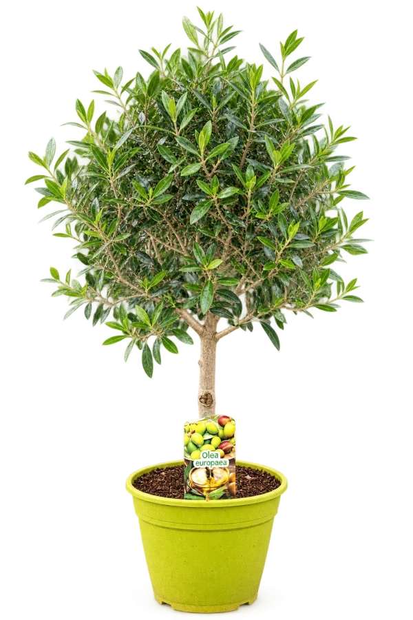Olivier (Olea europaea)