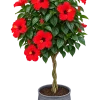 8C65BE53-2CDE-4200-AB2B-EE94BD60B057 Hibiscus (Hibiscus spp)