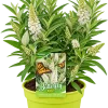 Arbre aux papillons (Buddleja davidii)