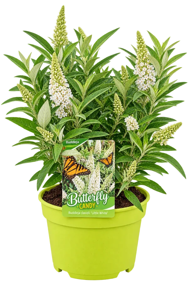 Arbre aux papillons (Buddleja davidii)