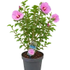97E4D013-E416-484D-9E09-1217268DCDC8 Hibiscus (Hibiscus spp)