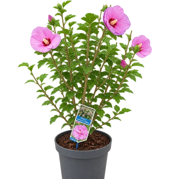 97E4D013-E416-484D-9E09-1217268DCDC8 Hibiscus (Hibiscus spp)