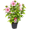 A2830805-592D-4CB3-9BC1-C2DFE50E53AA Hibiscus (Hibiscus spp)