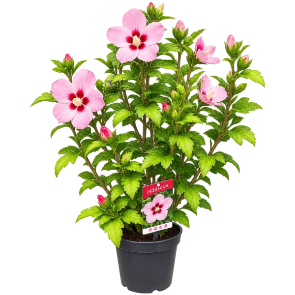 A2830805-592D-4CB3-9BC1-C2DFE50E53AA Hibiscus (Hibiscus spp)