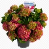 Hortensia (Hydrangea macrophylla)