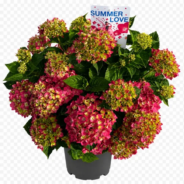Hortensia (Hydrangea macrophylla)