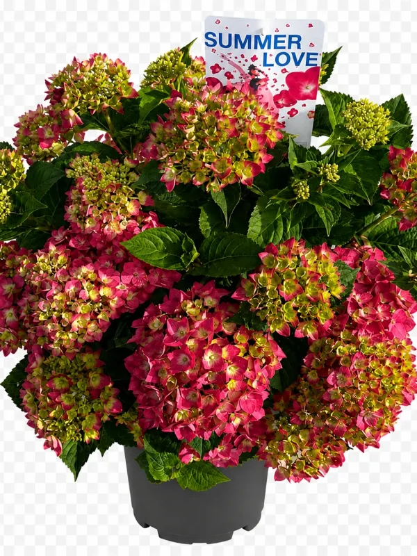 A4C515EF-2A91-4081-B85B-F5F02D013B0C Hortensia (Hydrangea macrophylla)