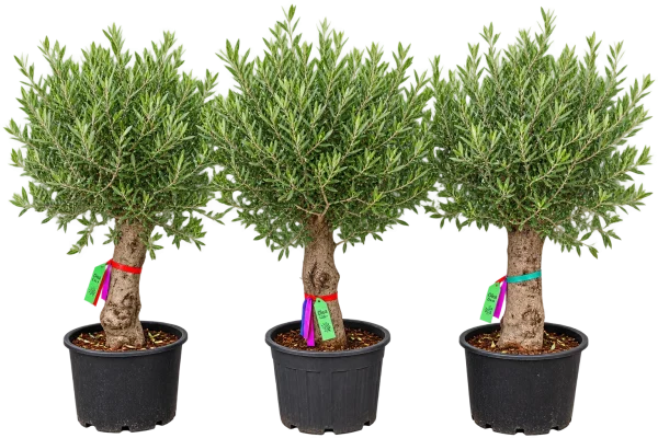 Olivier (Olea europaea)