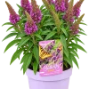 Arbre aux papillons (Buddleja davidii)
