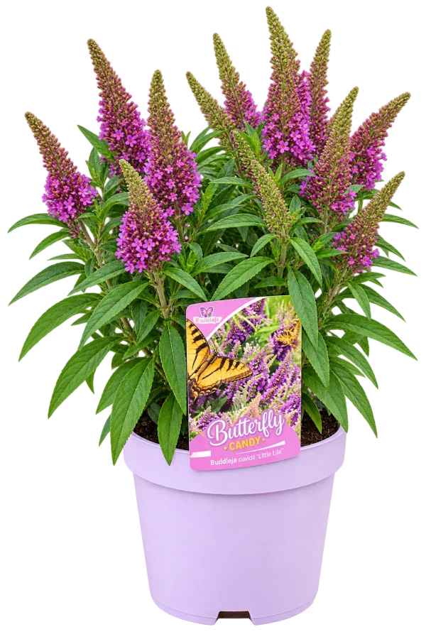 Arbre aux papillons (Buddleja davidii)