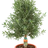 Olivier (Olea europaea)