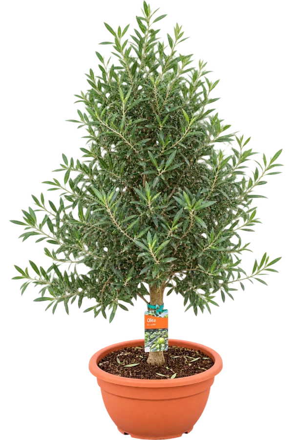 Olivier (Olea europaea)
