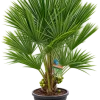 Europese dwergpalm (Chamaerops humilis)