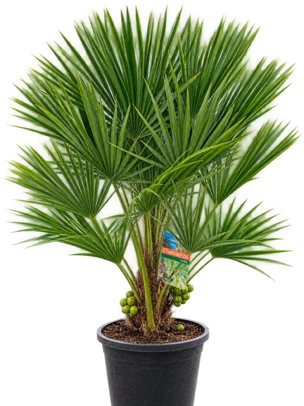 AD309B96-2C66-4981-BE6B-7988F3F942DF Europese dwergpalm (Chamaerops humilis)