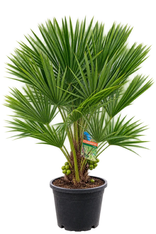 Europese dwergpalm (Chamaerops humilis)