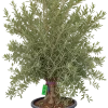 Olivier (Olea europaea)