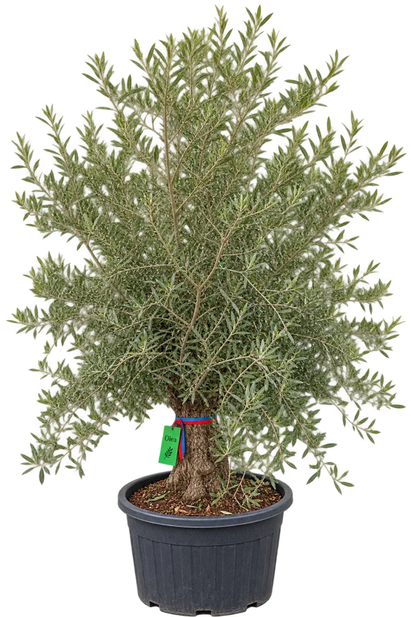 Olivier (Olea europaea)