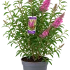 Arbre aux papillons (Buddleja davidii)