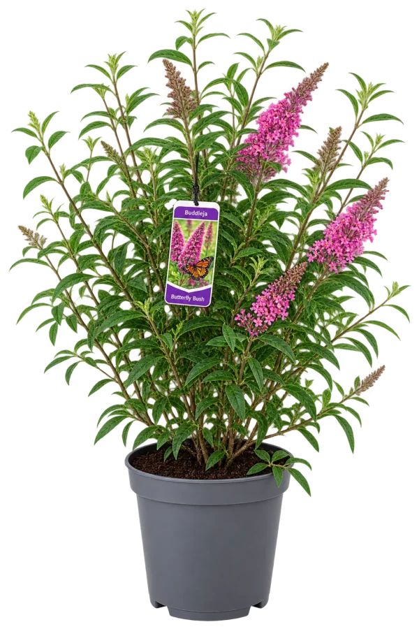 Arbre aux papillons (Buddleja davidii)
