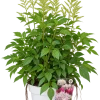 BA171835-F3D3-42A4-9079-A82EE23D089B Astilbe