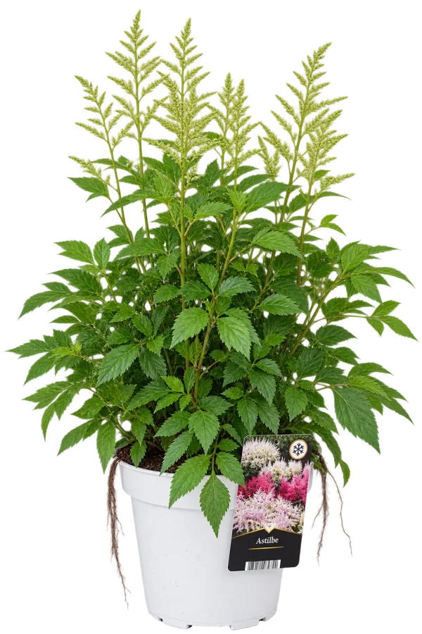 BA171835-F3D3-42A4-9079-A82EE23D089B Astilbe
