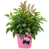 BB10B3CC-33CA-43FD-840D-6AB464F50E11 Astilbe