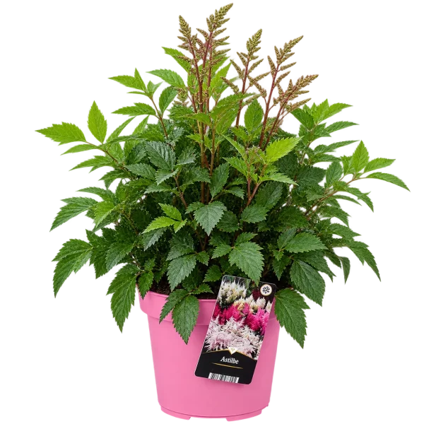 BB10B3CC-33CA-43FD-840D-6AB464F50E11 Astilbe