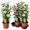 C05BBE43-FB3A-4606-AFEF-F187ADEC3C92 Hibiscus (Hibiscus spp)