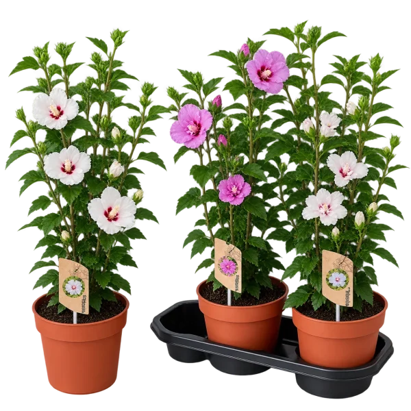 C05BBE43-FB3A-4606-AFEF-F187ADEC3C92 Hibiscus (Hibiscus spp)